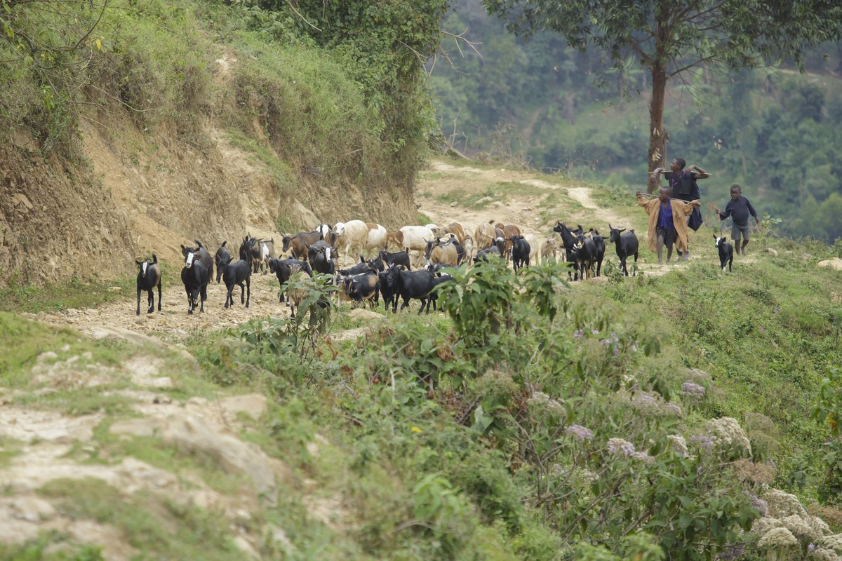 Kamena