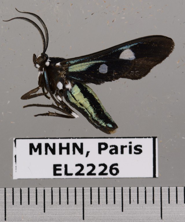 Massif du Mitaraka