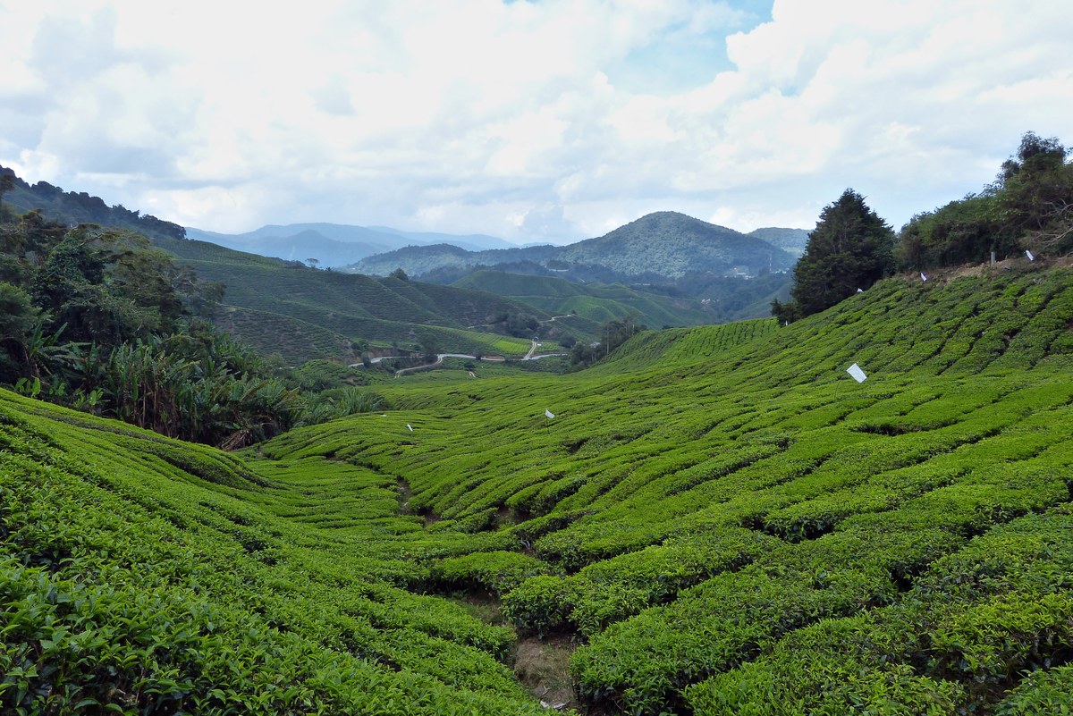 Bukit Kacu