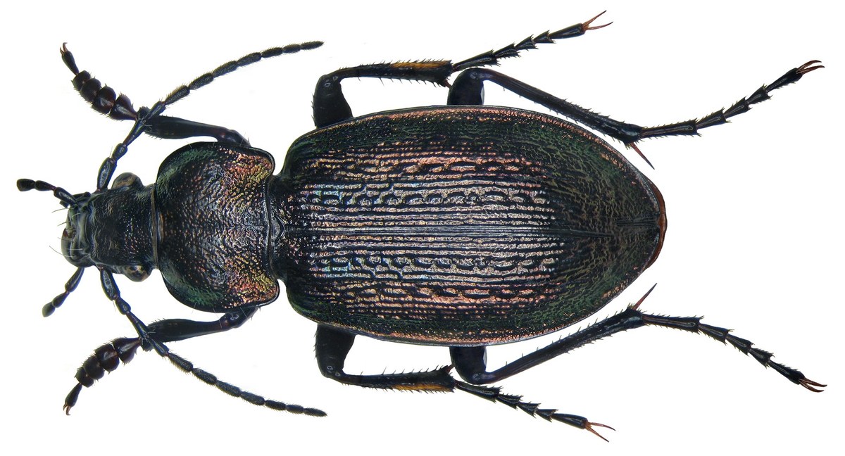 Bungiin Uula
