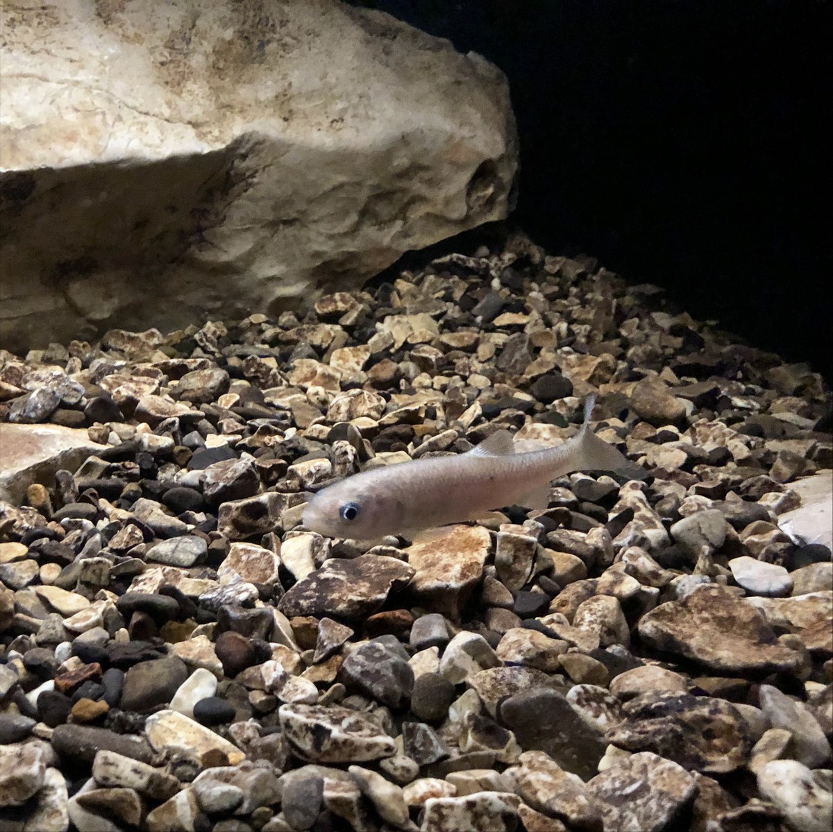 Otok Cave