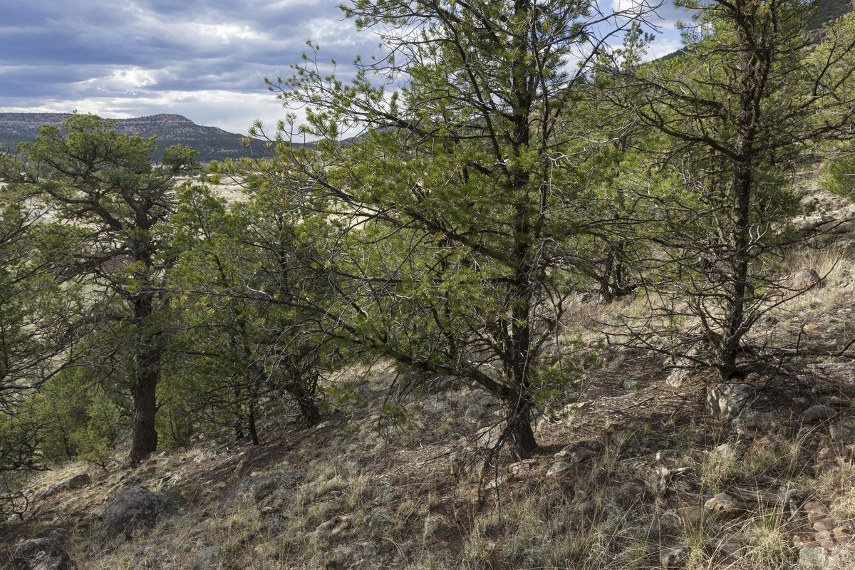 Cebollita Peak