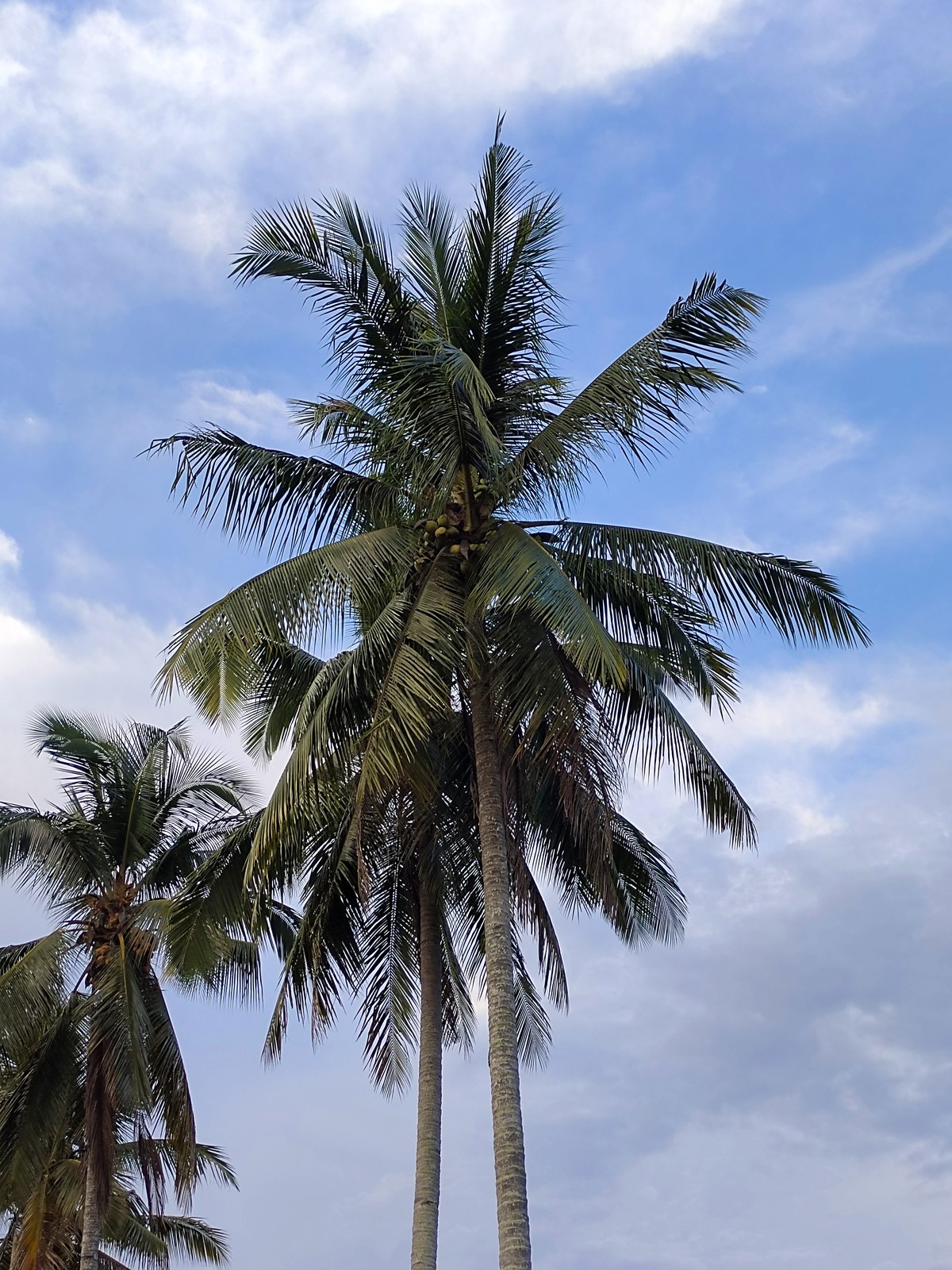 Bukit Pasong
