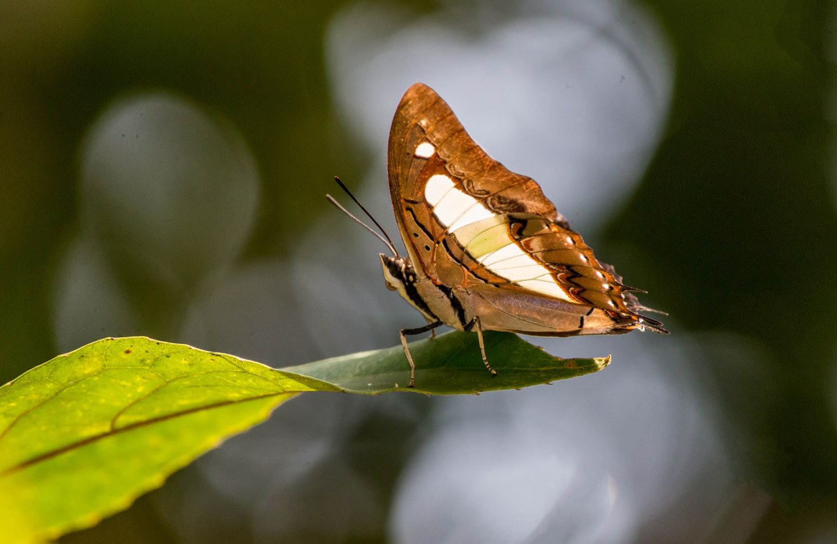 Satchari National Park