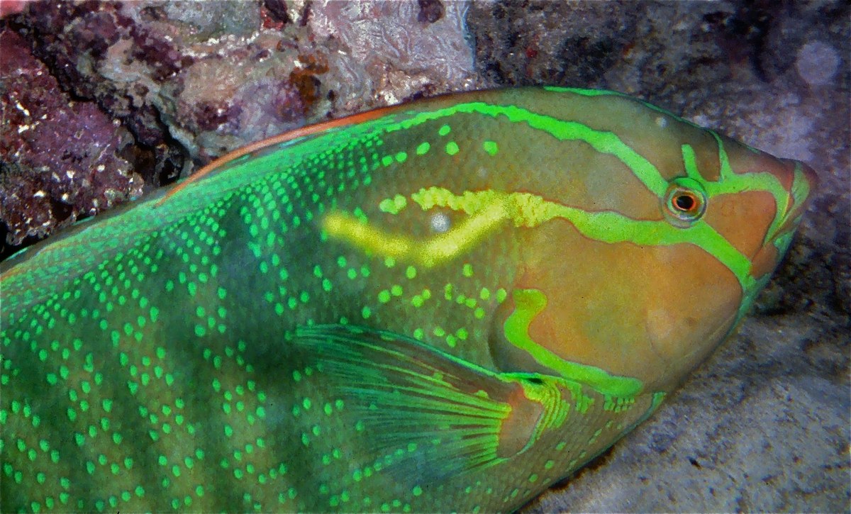 Watamu Marine National Park