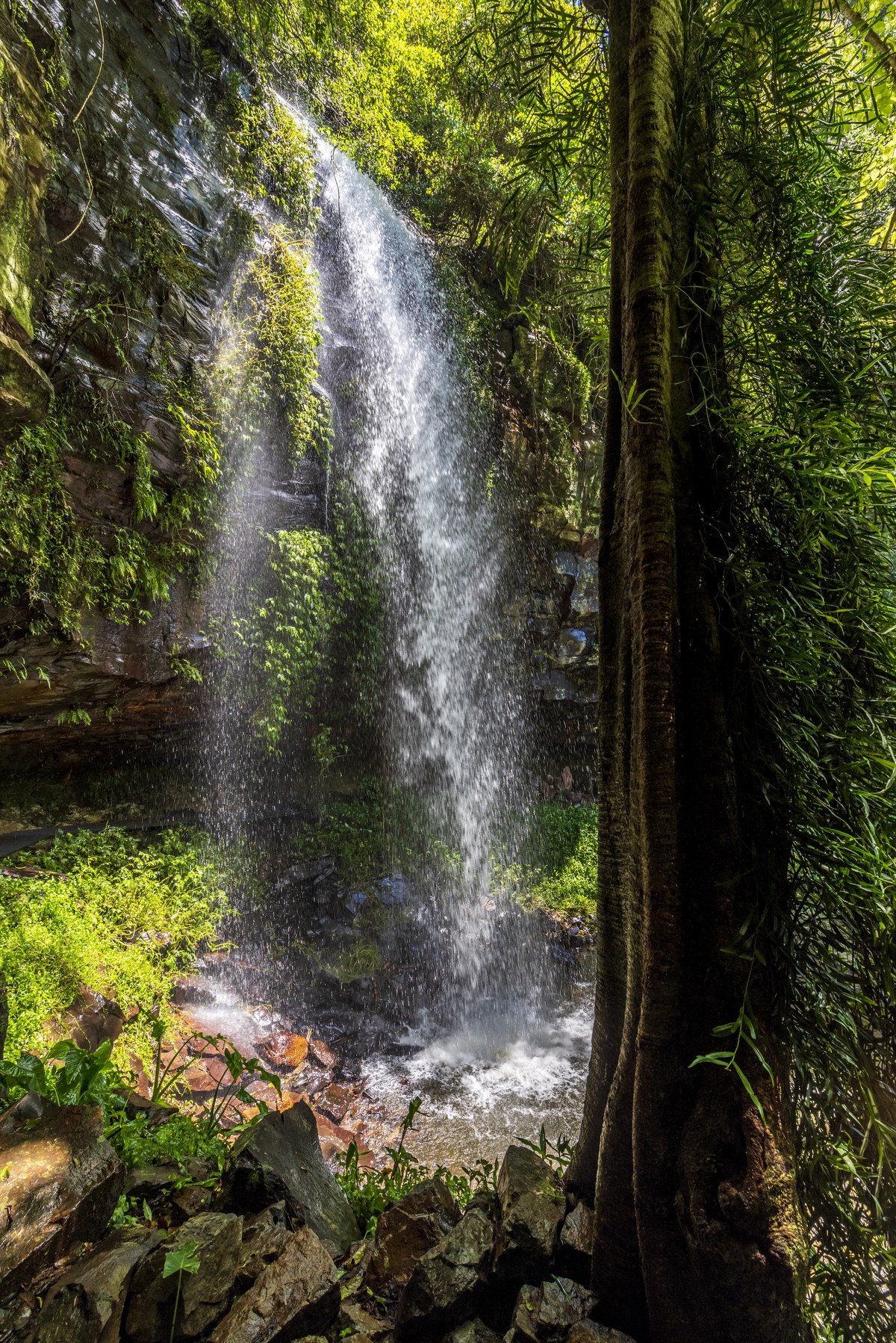 Bellinger River National Park