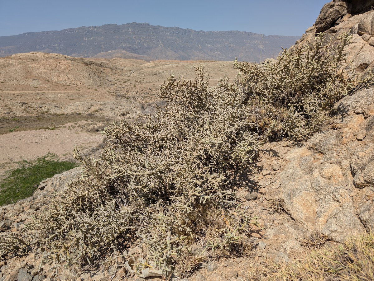 Jabal Shereef
