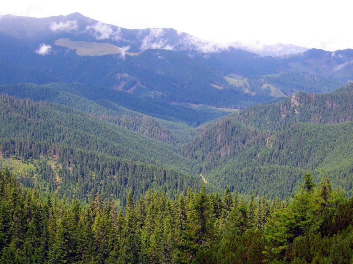 Călimani National Park
