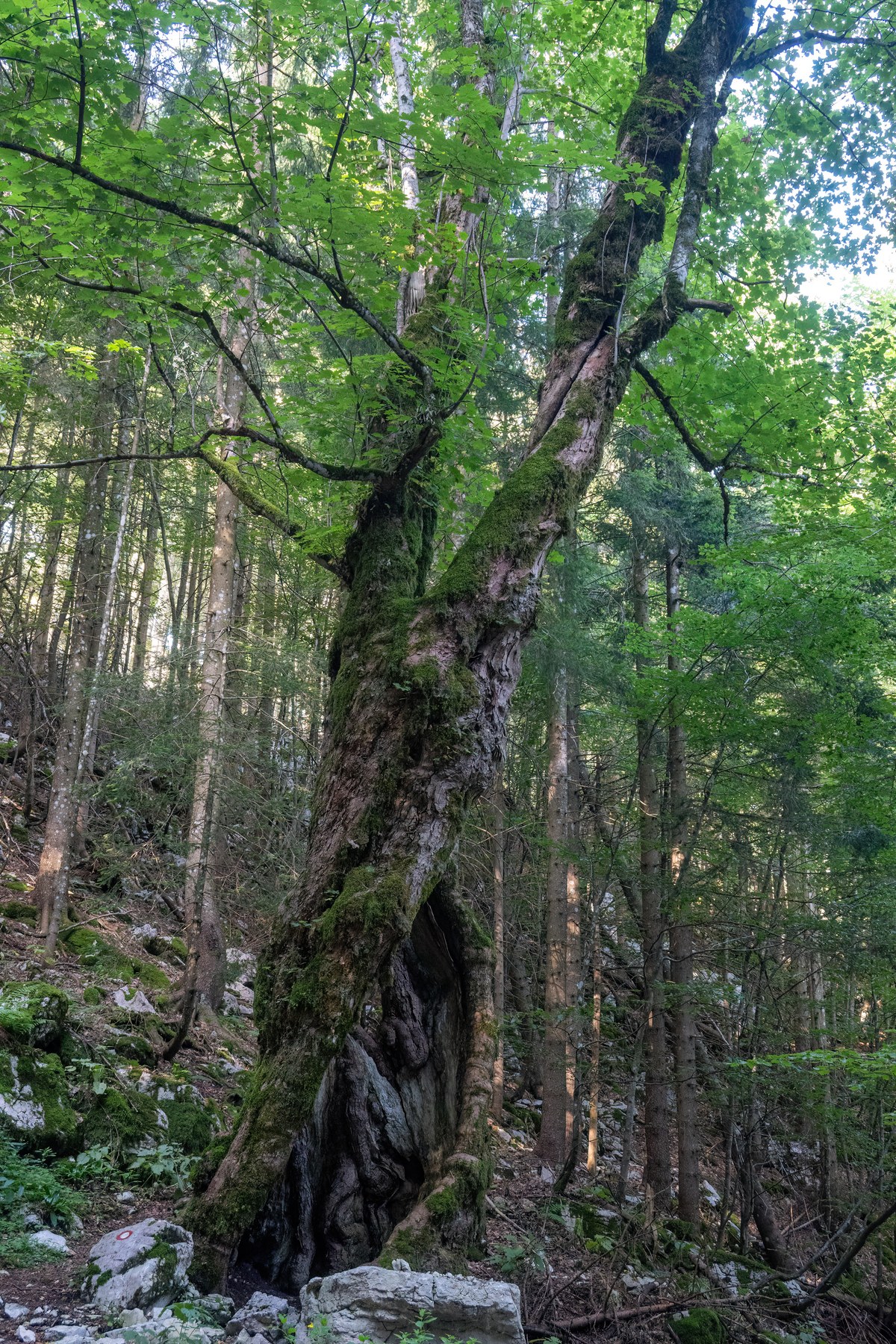 Mali Modrosovec