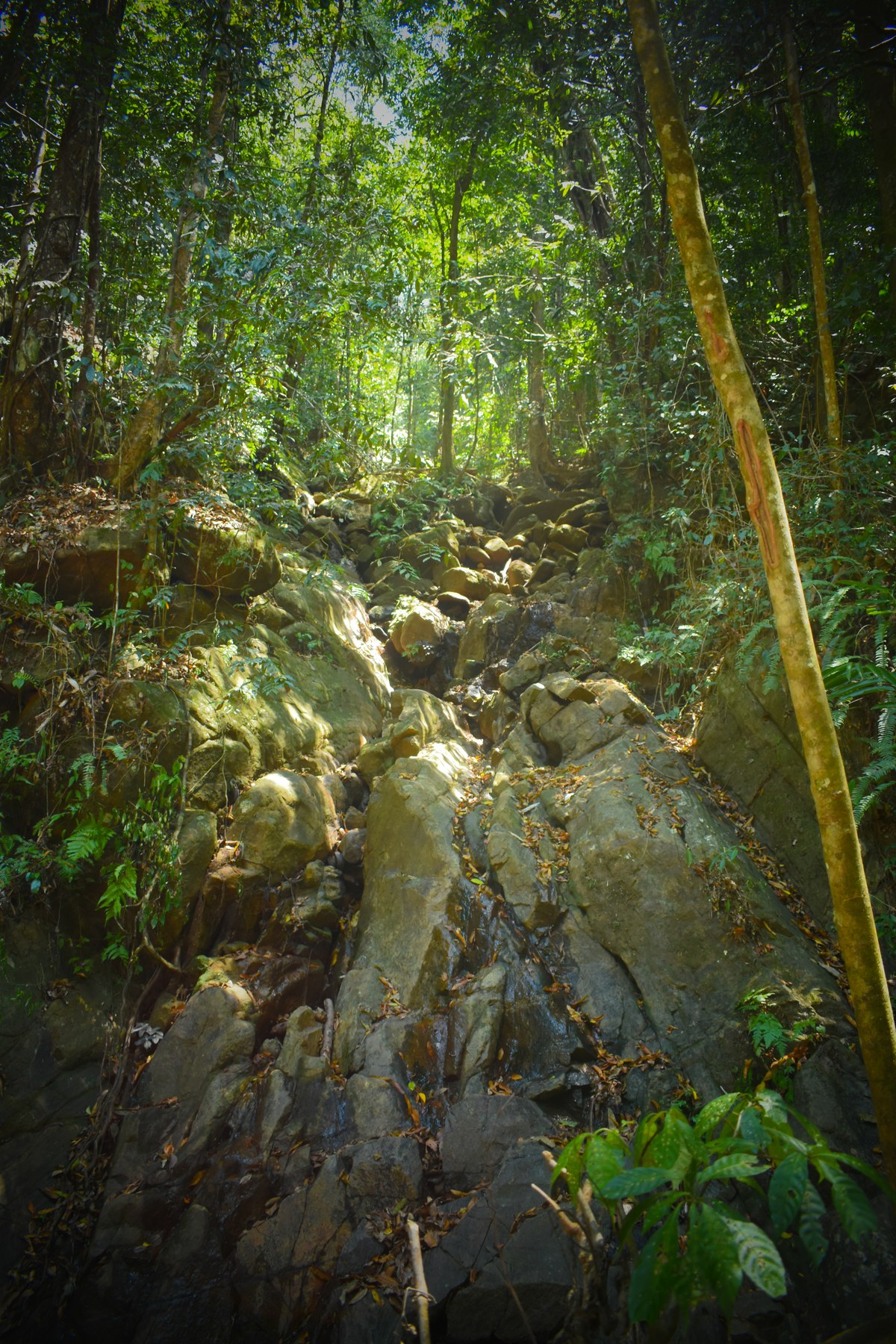 Kukulugala