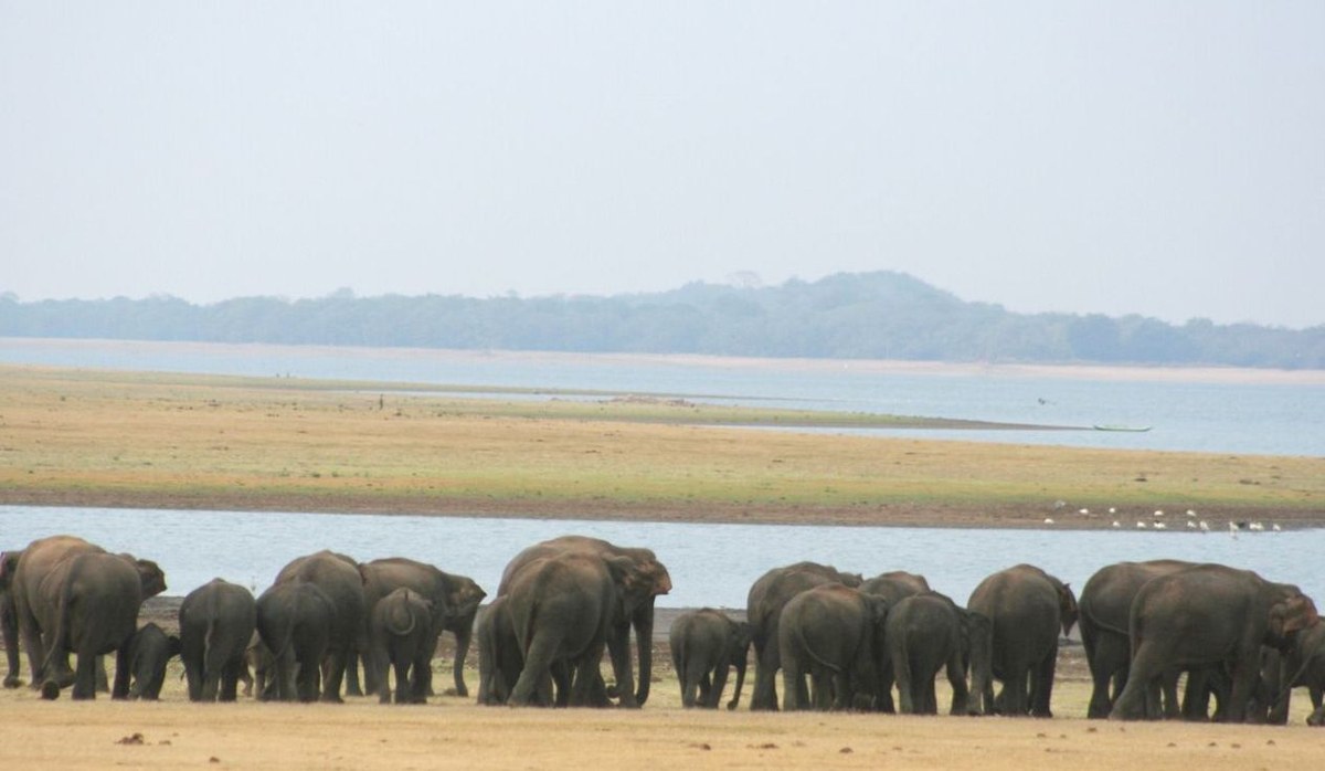 Minneriya National Park