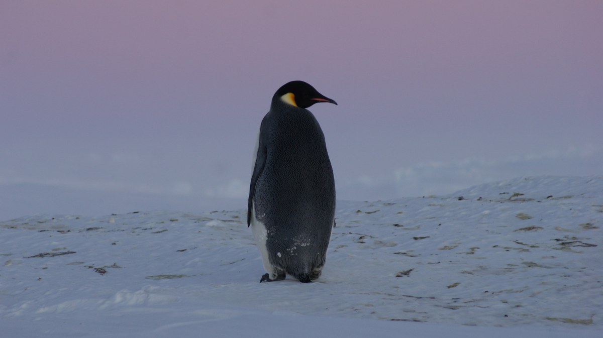 Bon Docteur Nunatak