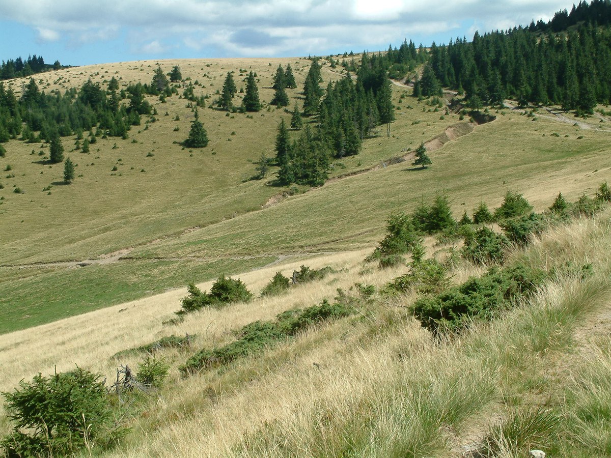 Cârligați