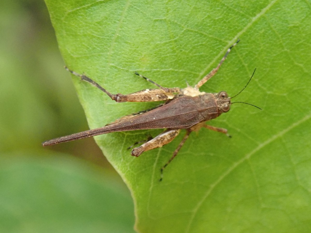 Dotalawakanda