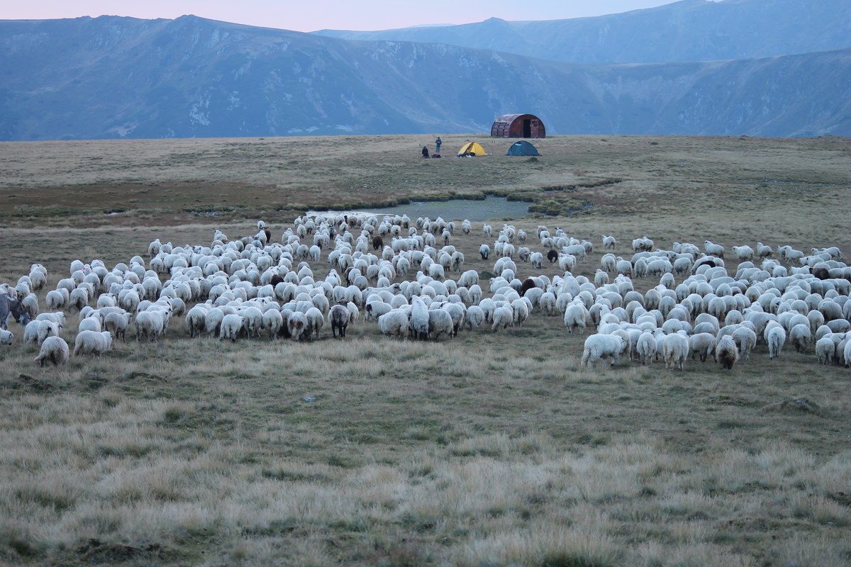 Vârful Buzdugan