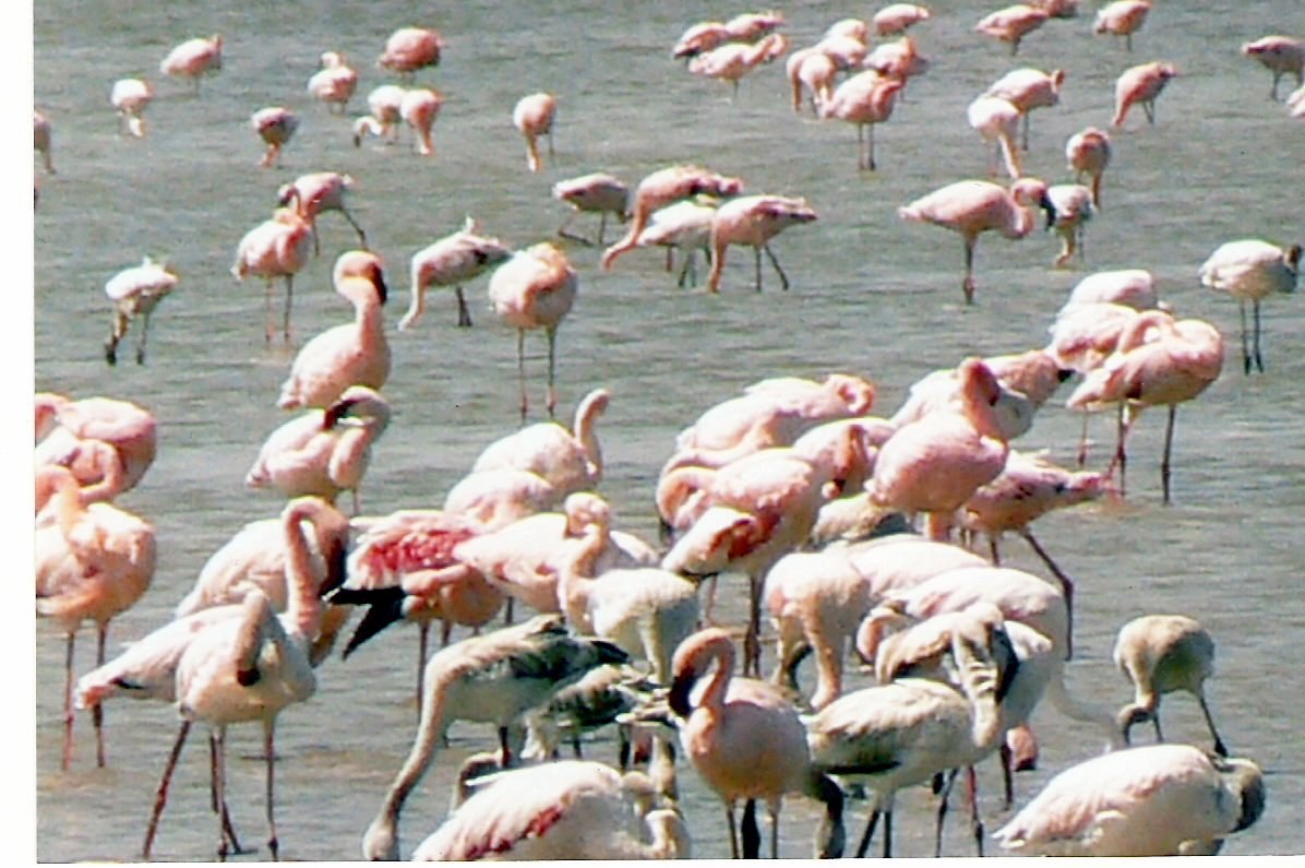 Lake Abijatta
