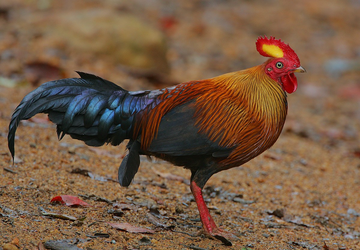 Yakdehikanda