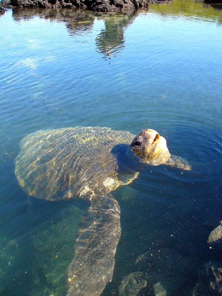 Pinta Island