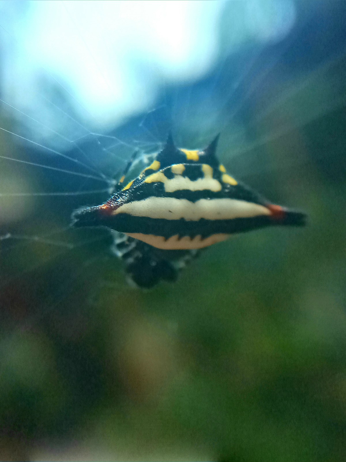 Dodangallakanda