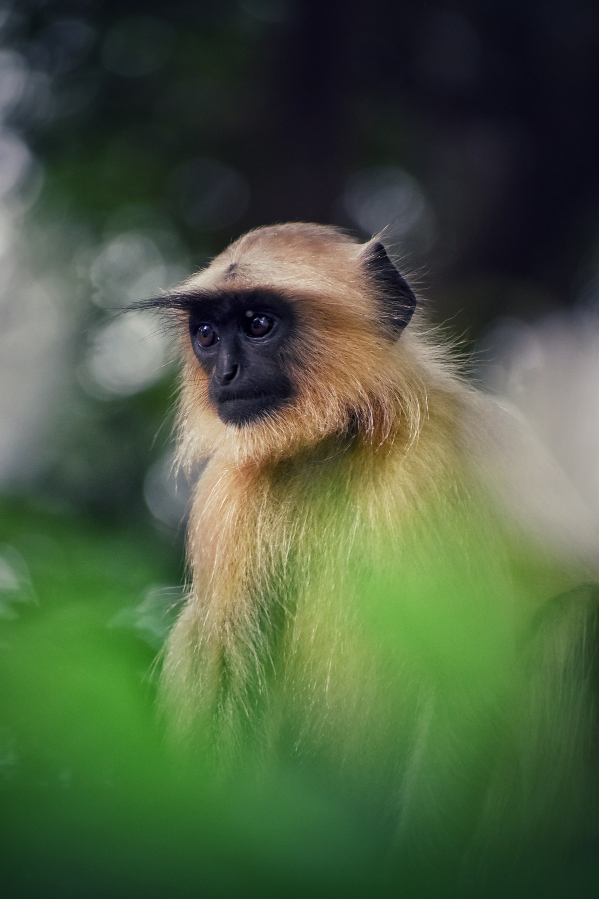 Nawegaon National Park