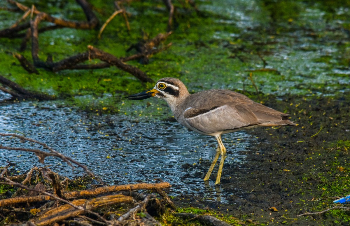 Embilikala Kalapuwa