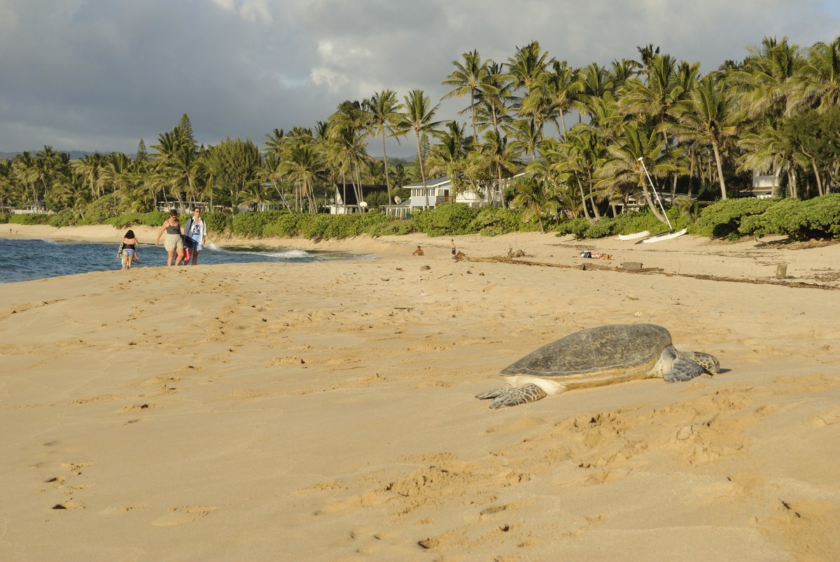 Papailoa Beach