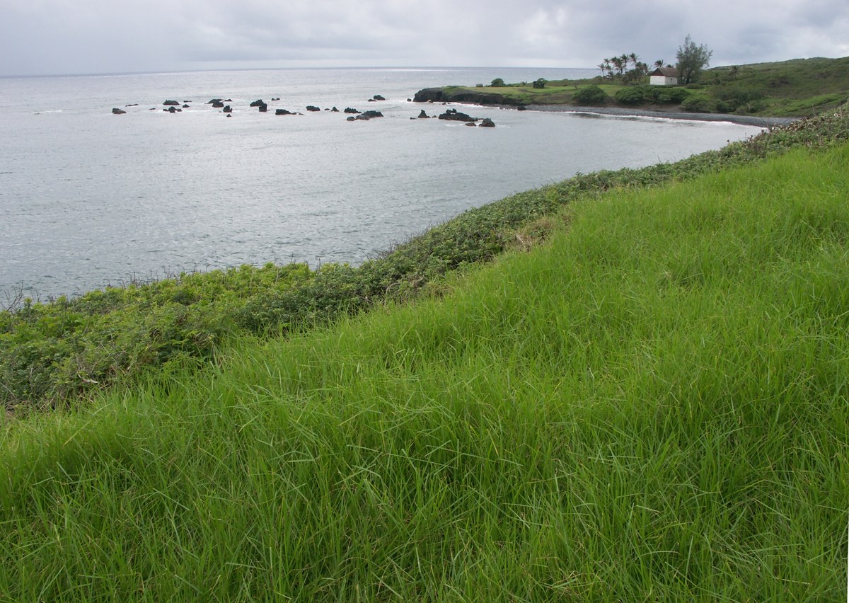 Waipu