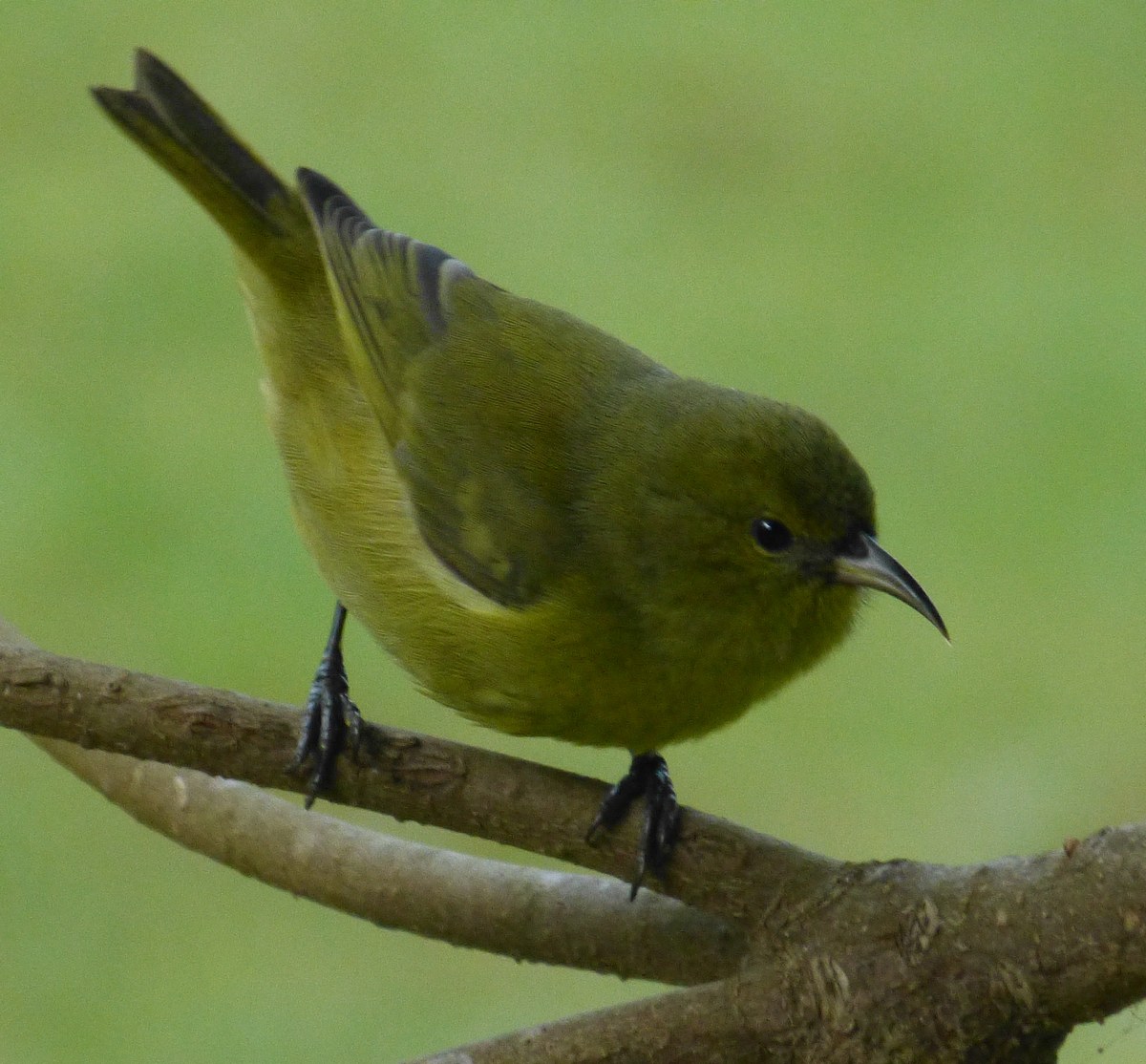 Kākalahale