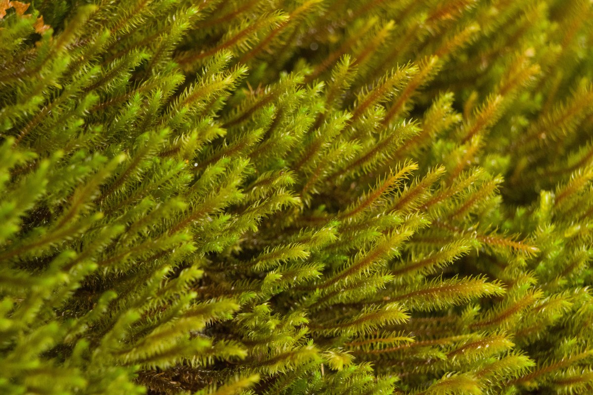 Kainawaʻaunui