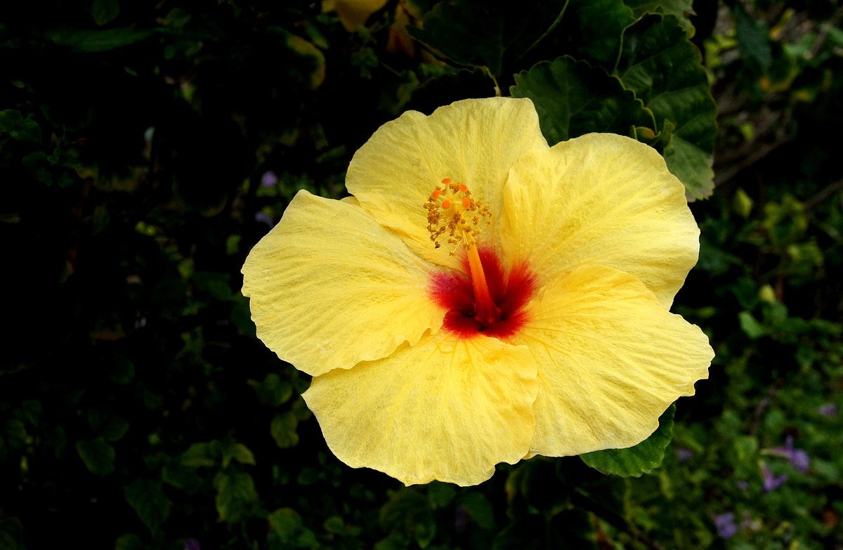 Puʻu Koaʻe