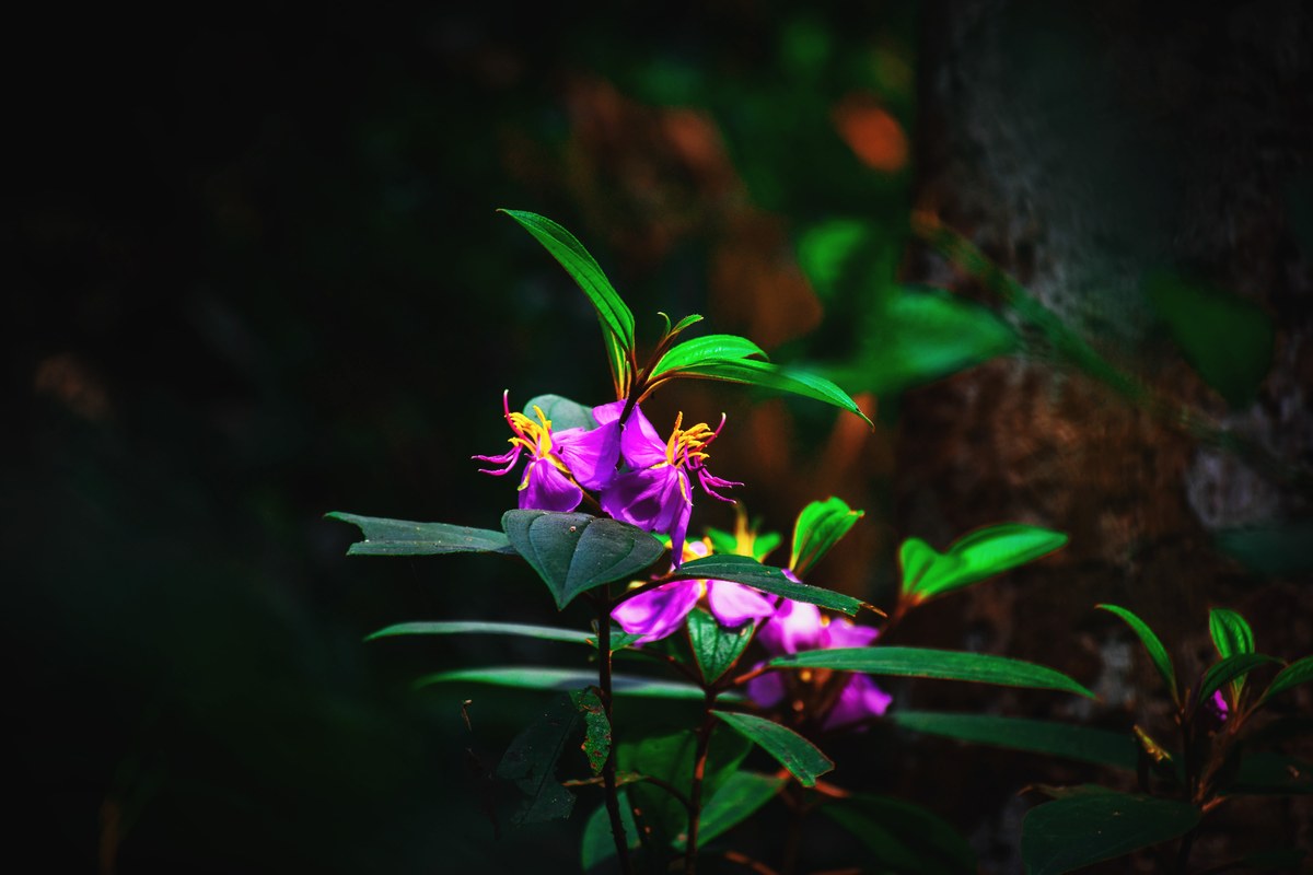 Lawachara National Park
