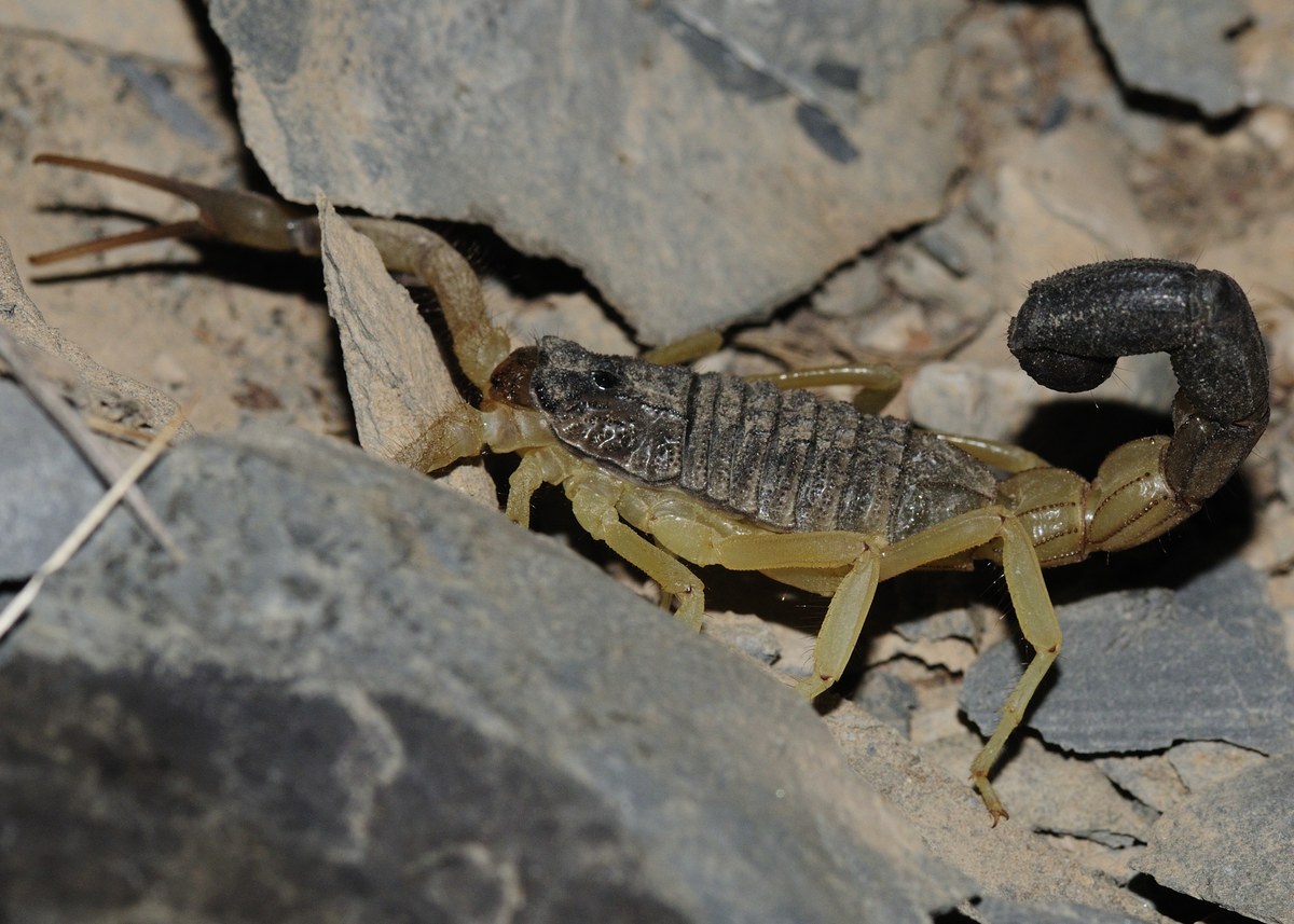 Al Jabal al Akhḑar
