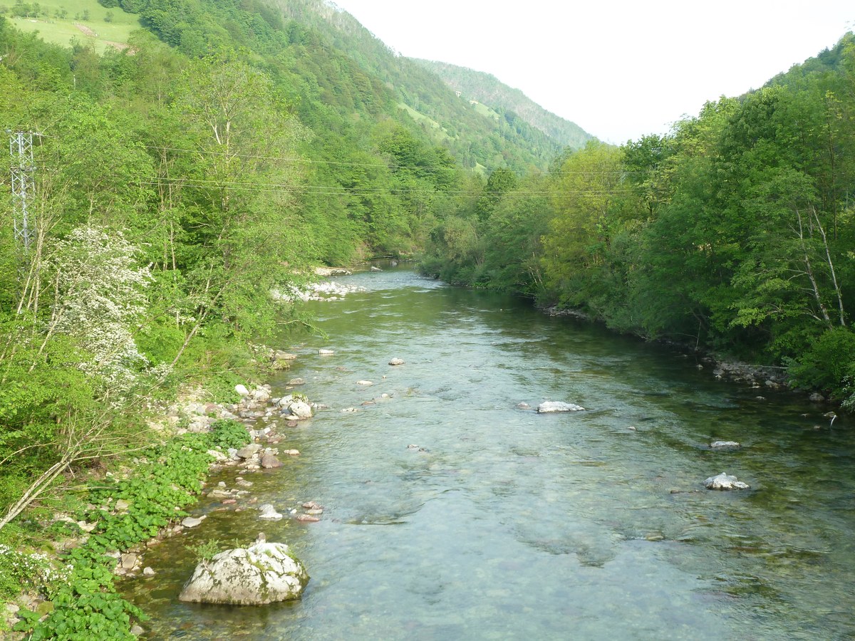 Jelenk