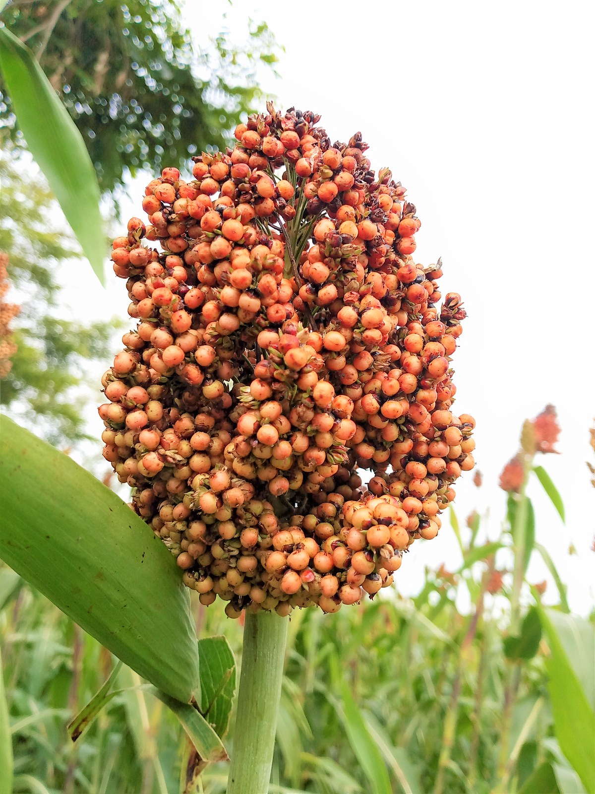 Nyarubanga