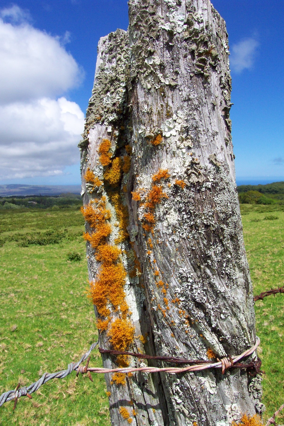 Kualapuʻu