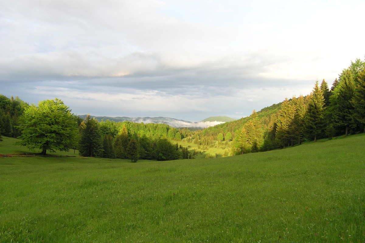 Petelinjek
