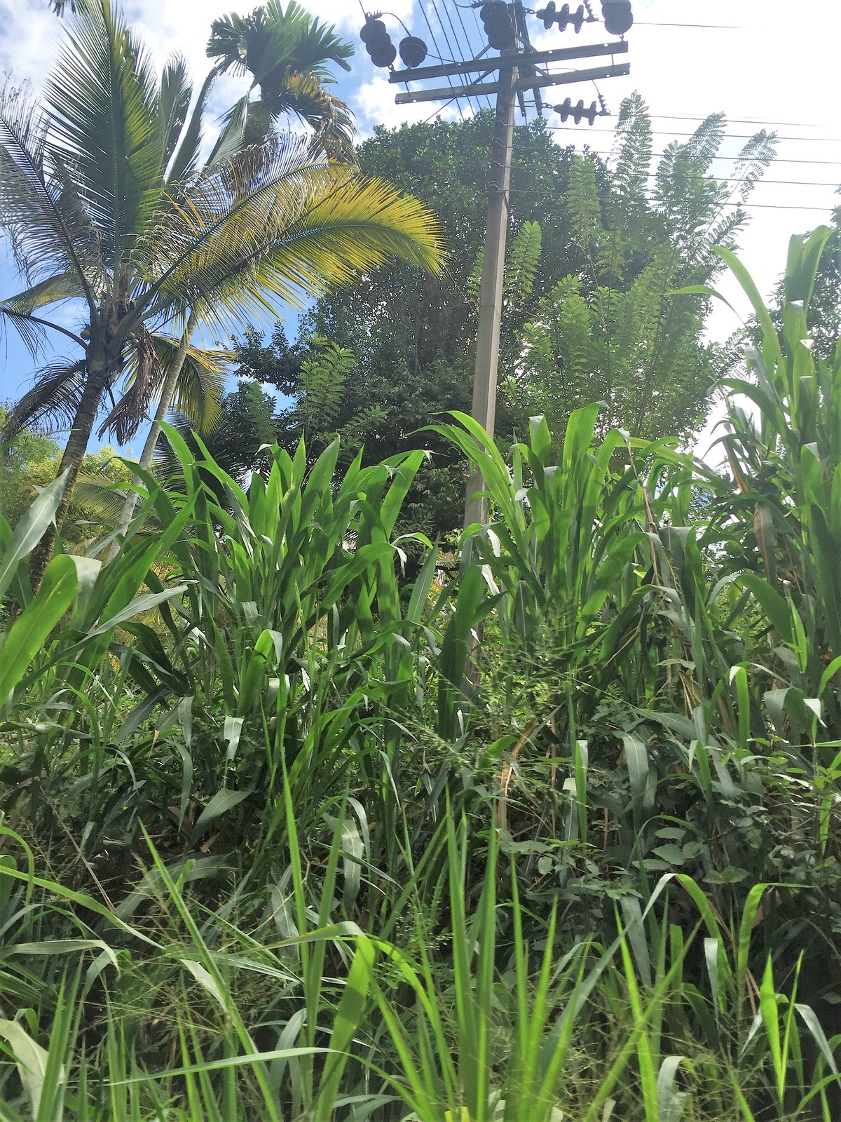 Alupotakanda