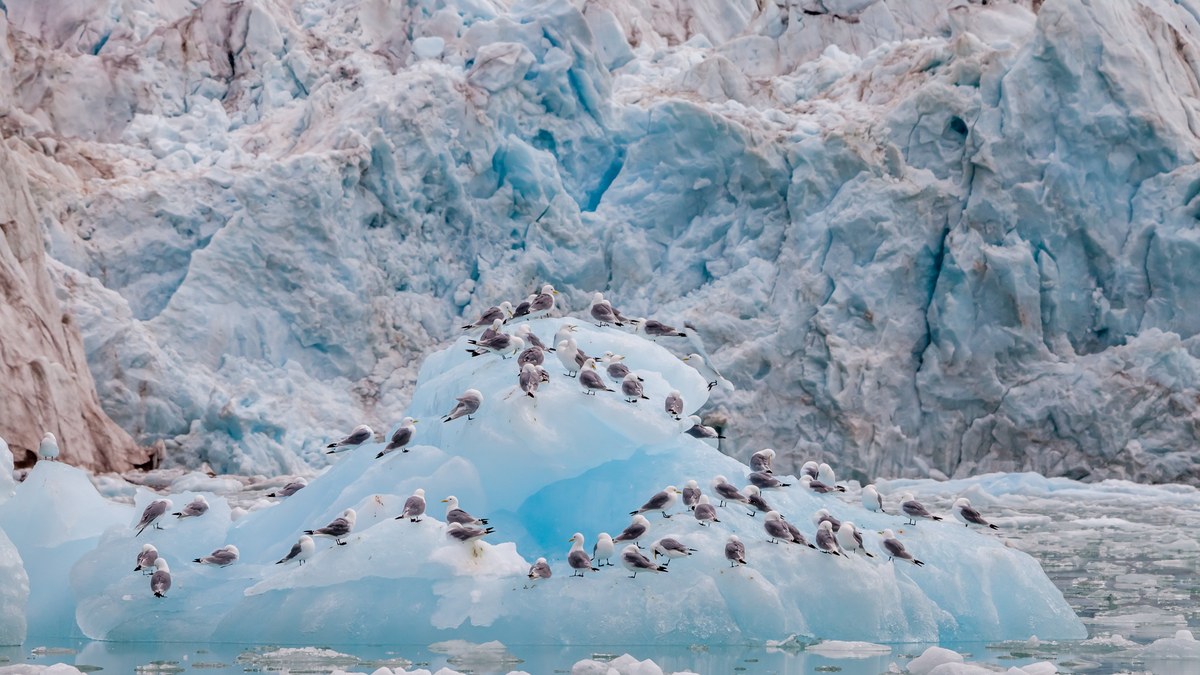 D'Arodesbreen