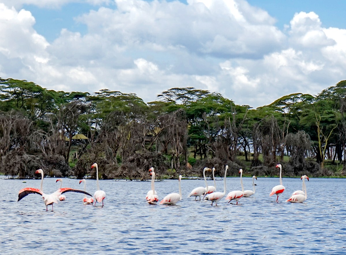 Lake Naivasha