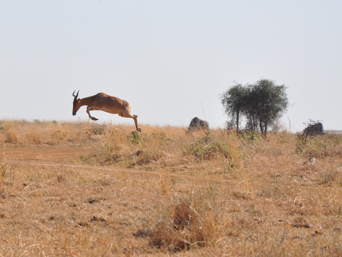 Nairobi National Park