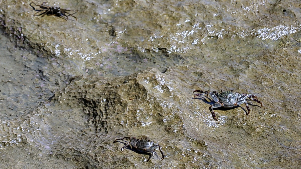 Makawehi