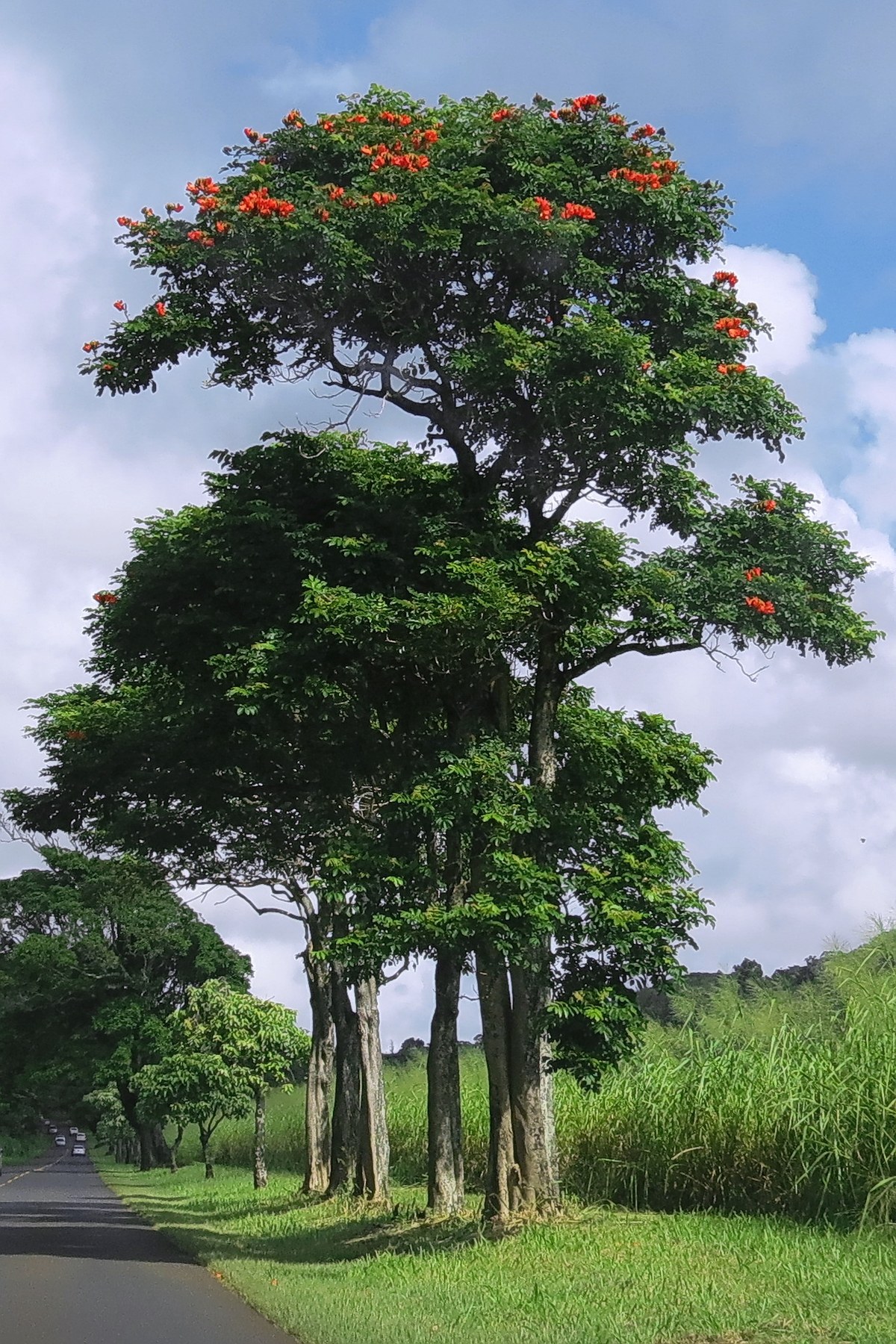 Kumanumanu