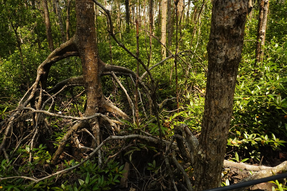 Tanjung Piai National Park