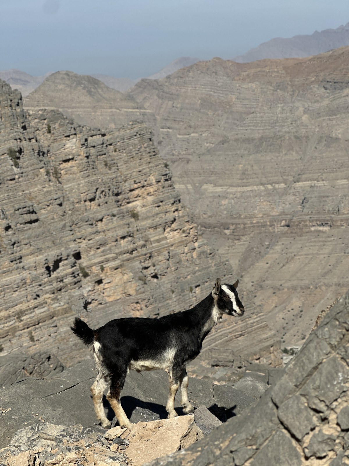 Jabal Tafif