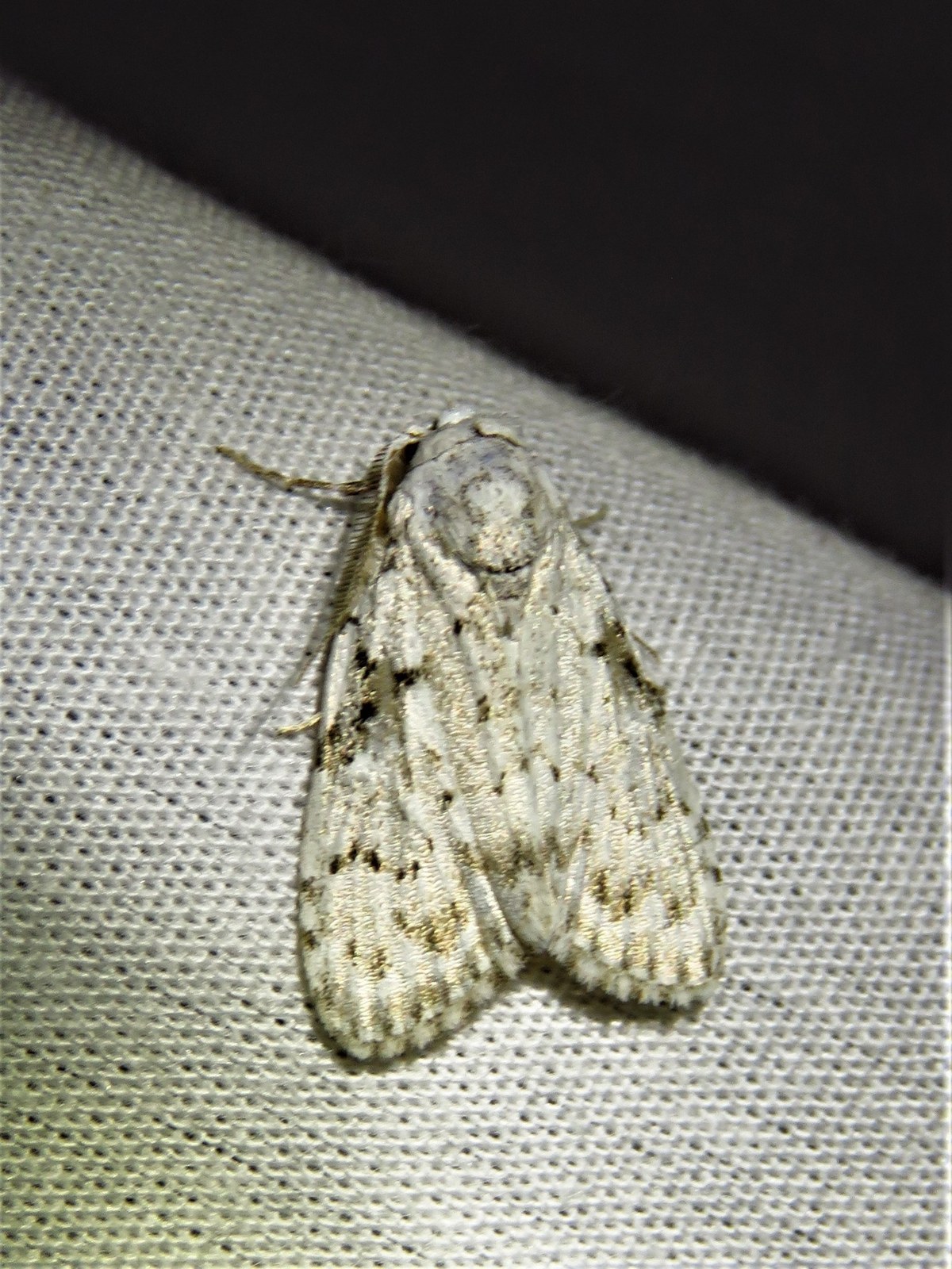 Kyatwa