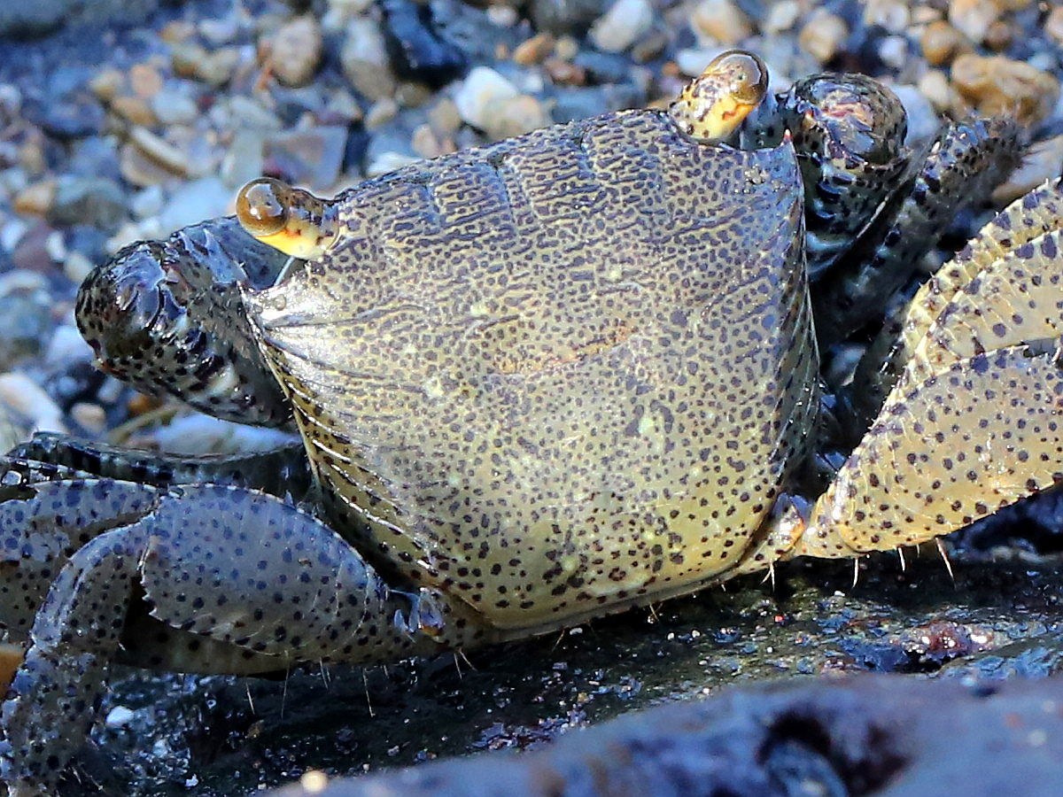 Makakiloiʻa