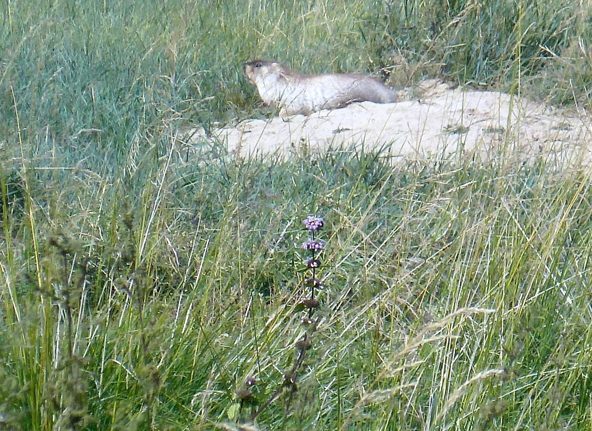 Khustain Nuruu National Park