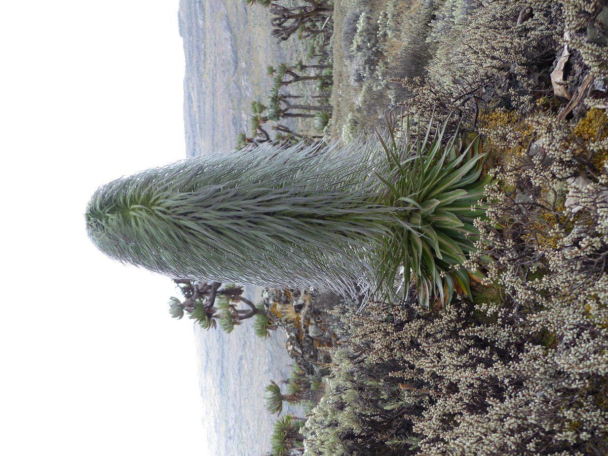 Mount Elgon