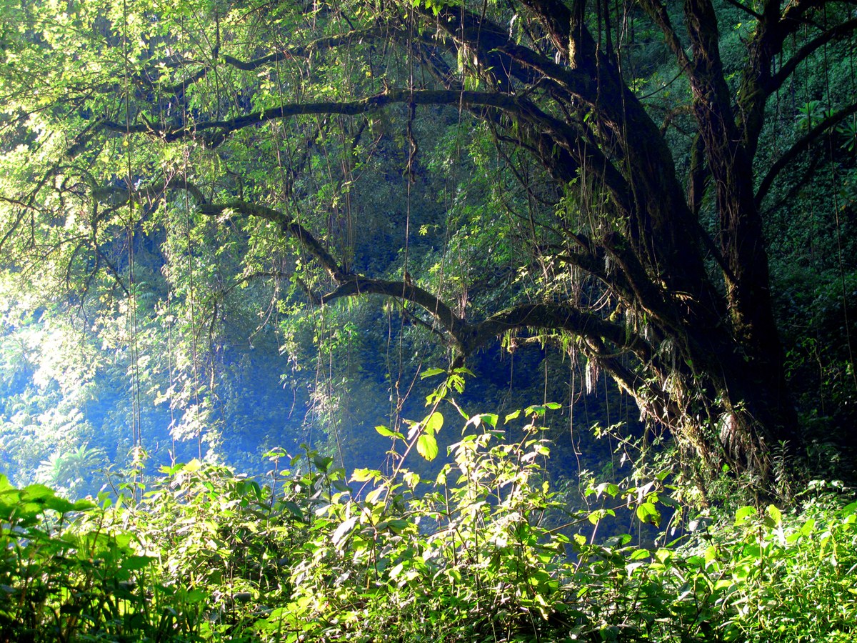 Mount Elgons national park