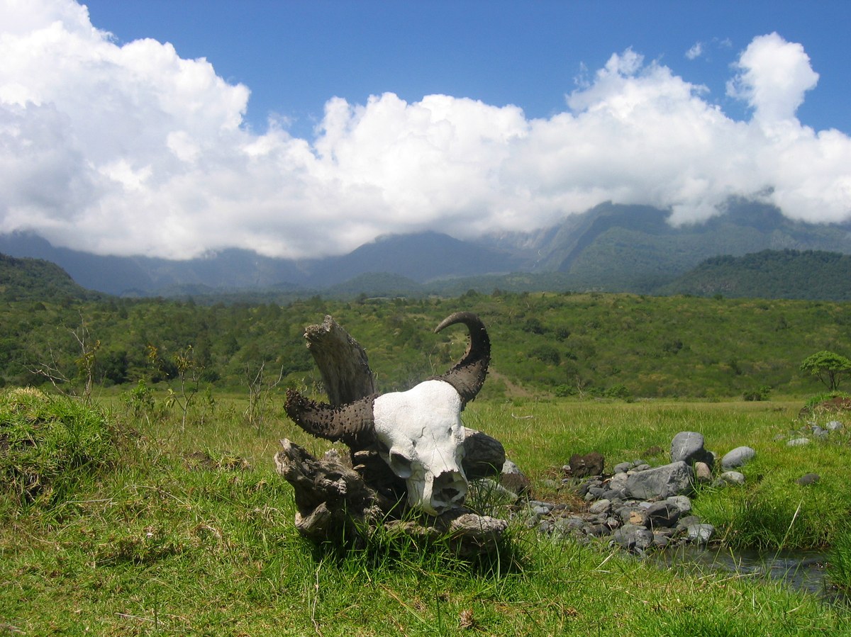 Meru National Park